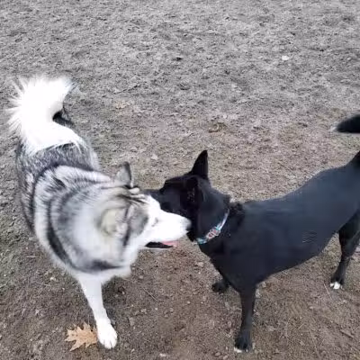 Behnke Memorial Dog Park - Mt Clemens, MI