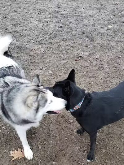 Behnke Memorial Dog Park - Mt Clemens, MI