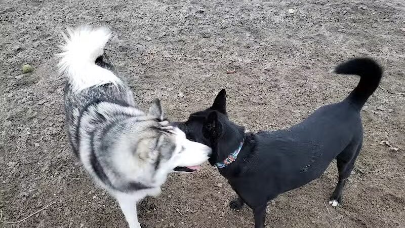 Behnke Memorial Dog Park - Mt Clemens, MI
