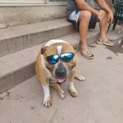 Behnke Memorial Dog Park - Mt Clemens, MI