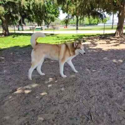 Behnke Memorial Dog Park - Mt Clemens, MI