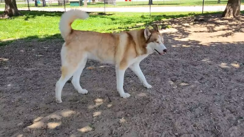 Behnke Memorial Dog Park - Mt Clemens, MI