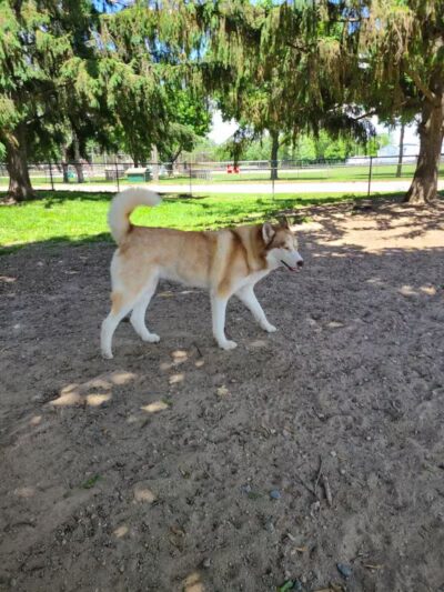 Behnke Memorial Dog Park - Mt Clemens, MI