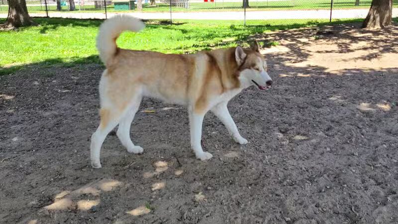 Behnke Memorial Dog Park - Mt Clemens, MI