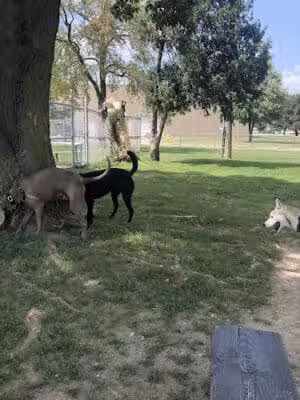 Behnke Memorial Dog Park - Mt Clemens, MI