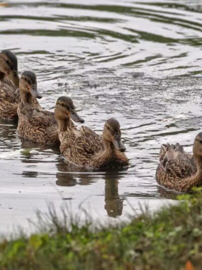 Haddon Lake Park - Mt Ephraim, NJ