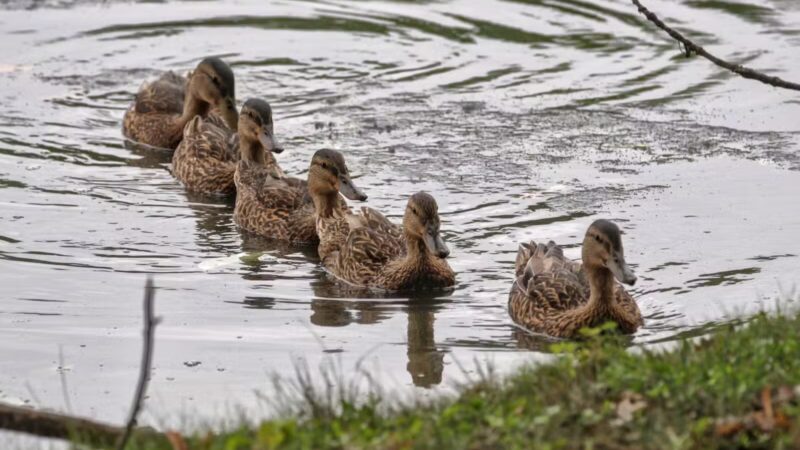 Haddon Lake Park - Mt Ephraim, NJ