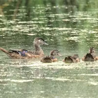 Haddon Lake Park - Mt Ephraim, NJ