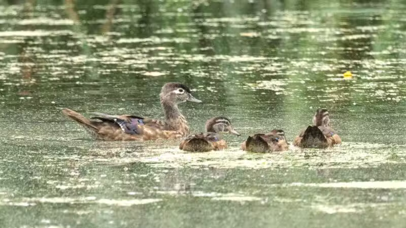 Haddon Lake Park - Mt Ephraim, NJ