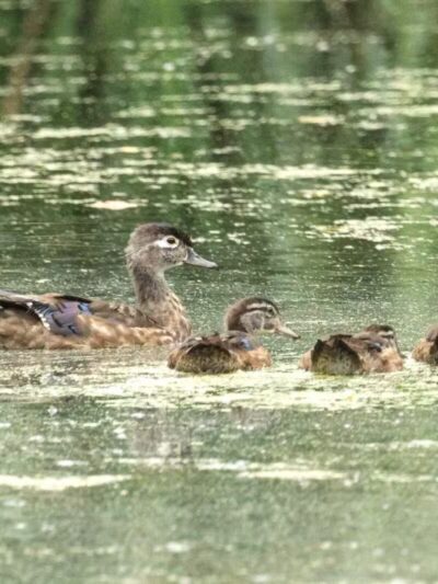 Haddon Lake Park - Mt Ephraim, NJ