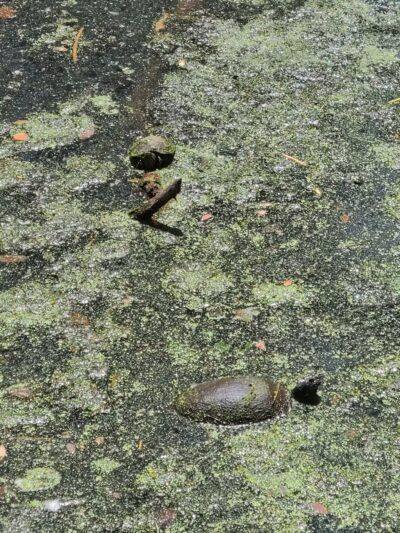 Haddon Lake Park - Mt Ephraim, NJ