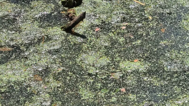 Haddon Lake Park - Mt Ephraim, NJ