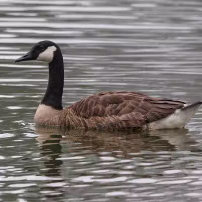 Haddon Lake Park - Mt Ephraim, NJ