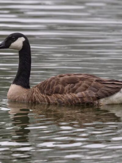 Haddon Lake Park - Mt Ephraim, NJ