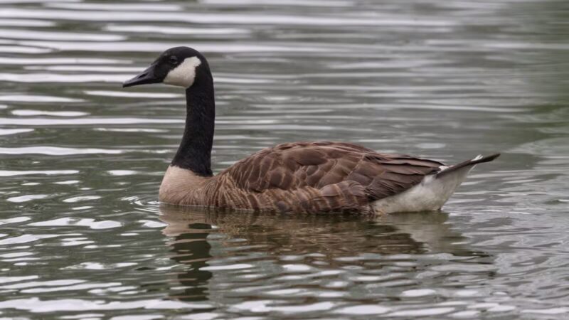 Haddon Lake Park - Mt Ephraim, NJ