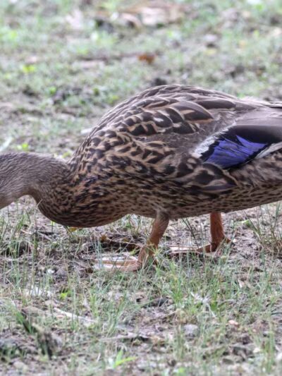 Haddon Lake Park - Mt Ephraim, NJ