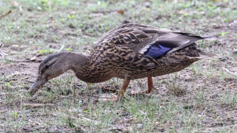 Haddon Lake Park - Mt Ephraim, NJ