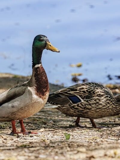 Haddon Lake Park - Mt Ephraim, NJ