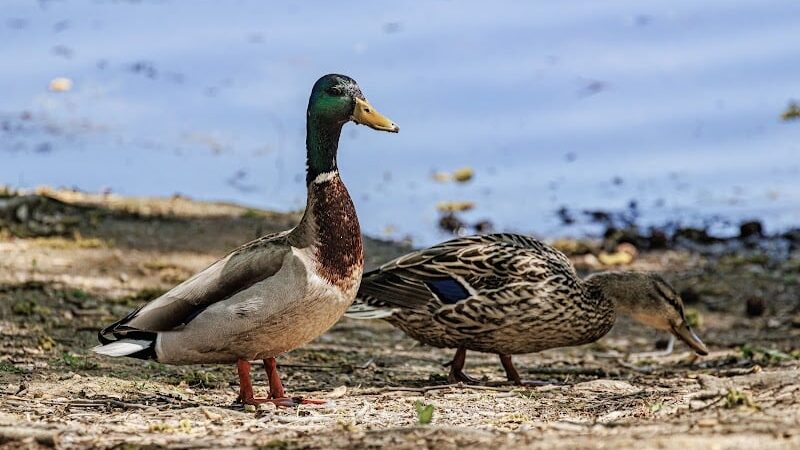 Haddon Lake Park - Mt Ephraim, NJ