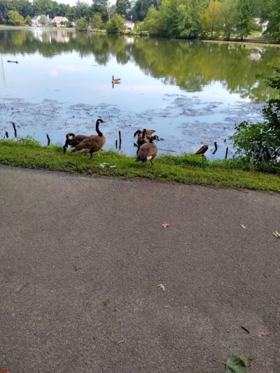 Haddon Lake Park - Mt Ephraim, NJ