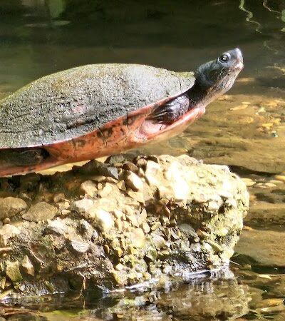 Haddon Lake Park - Mt Ephraim, NJ
