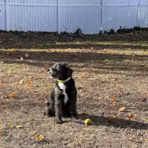 Dog Park of Laurel Green Apartments - Mt Laurel Township, NJ