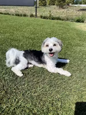 The Gables Dog Park (Private) - Mt Laurel Township, NJ