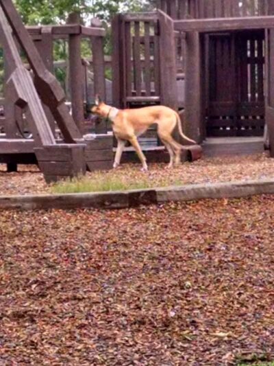 Ronald F. Batterbee Memorial Park - Mt Morris,