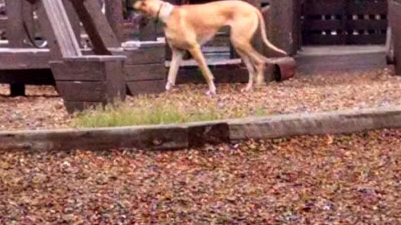 Ronald F. Batterbee Memorial Park - Mt Morris,