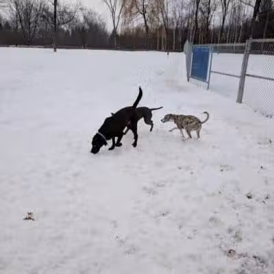 Hannah's Bark Park (Pass Required) - Mt Pleasant, MI