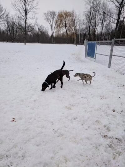 Hannah's Bark Park (Pass Required) - Mt Pleasant, MI