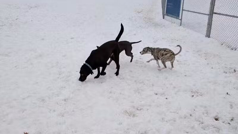 Hannah's Bark Park (Pass Required) - Mt Pleasant, MI