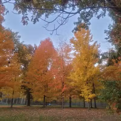 Hannah's Bark Park (Pass Required) - Mt Pleasant, MI