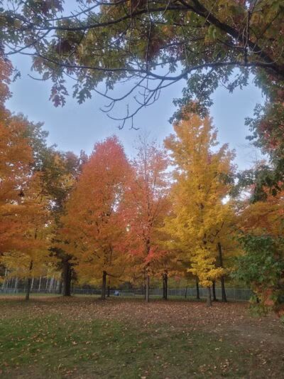 Hannah's Bark Park (Pass Required) - Mt Pleasant, MI