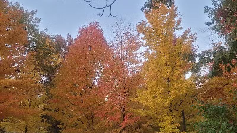 Hannah's Bark Park (Pass Required) - Mt Pleasant, MI