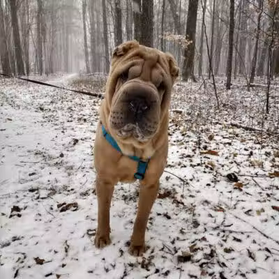 Hannah's Bark Park (Pass Required) - Mt Pleasant, MI