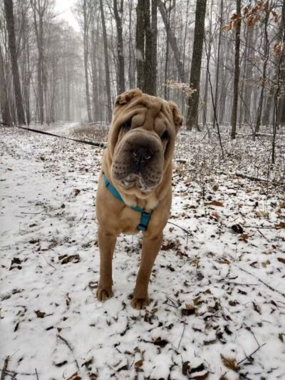 Hannah's Bark Park (Pass Required) - Mt Pleasant, MI