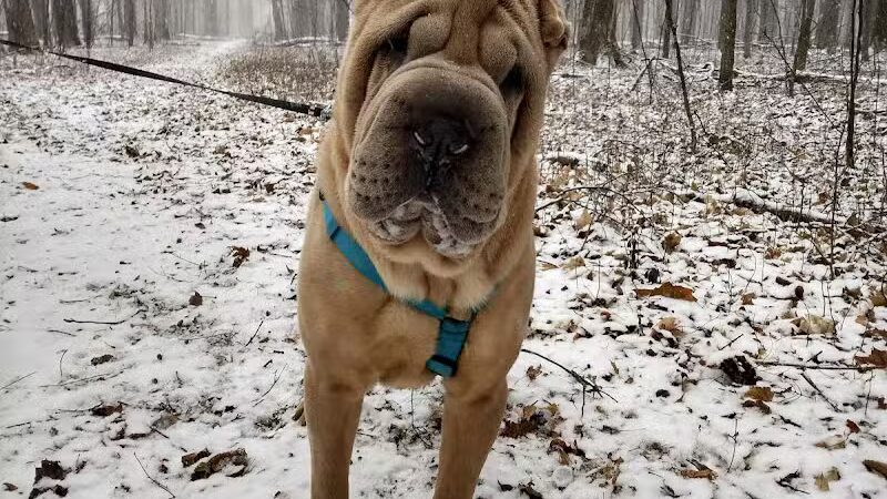 Hannah's Bark Park (Pass Required) - Mt Pleasant, MI