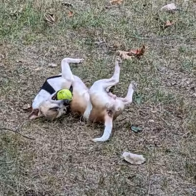 Hannah's Bark Park (Pass Required) - Mt Pleasant, MI