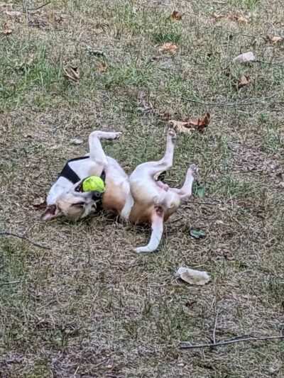 Hannah's Bark Park (Pass Required) - Mt Pleasant, MI