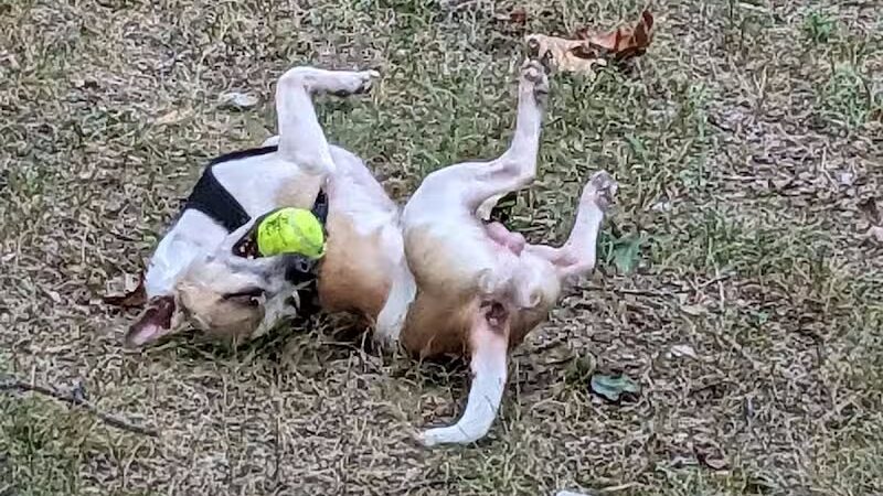 Hannah's Bark Park (Pass Required) - Mt Pleasant, MI