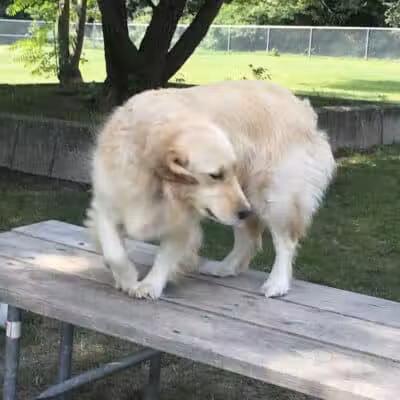 Hannah's Bark Park (Pass Required) - Mt Pleasant, MI