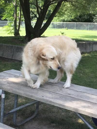 Hannah's Bark Park (Pass Required) - Mt Pleasant, MI