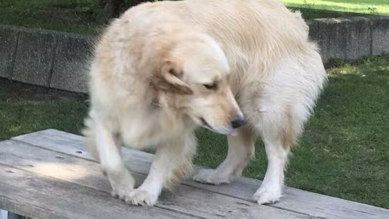 Hannah's Bark Park (Pass Required) - Mt Pleasant, MI