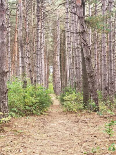 Meridian Park - Mt Pleasant,