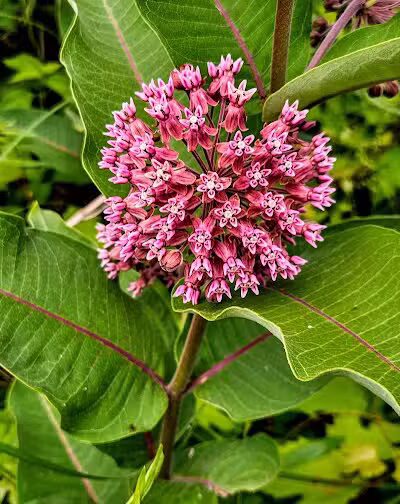 Meridian Park - Mt Pleasant,