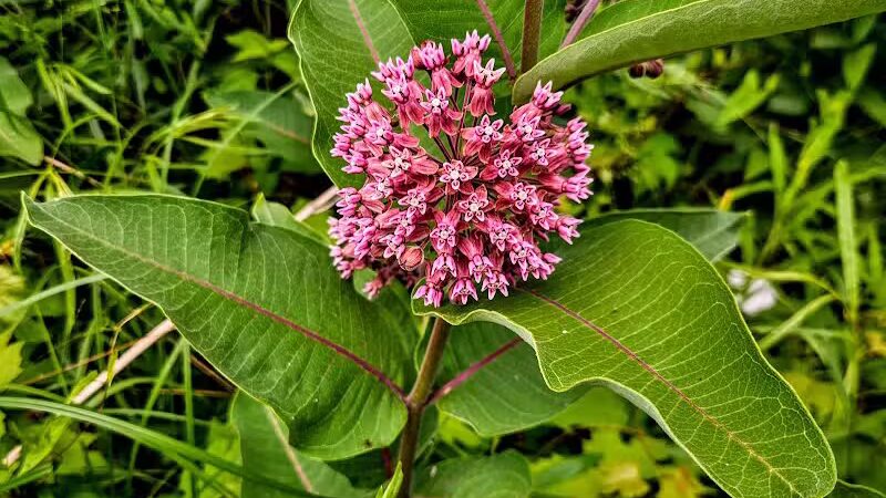 Meridian Park - Mt Pleasant,