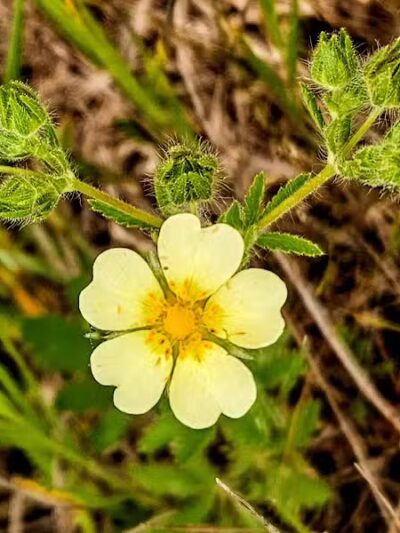 Meridian Park - Mt Pleasant,