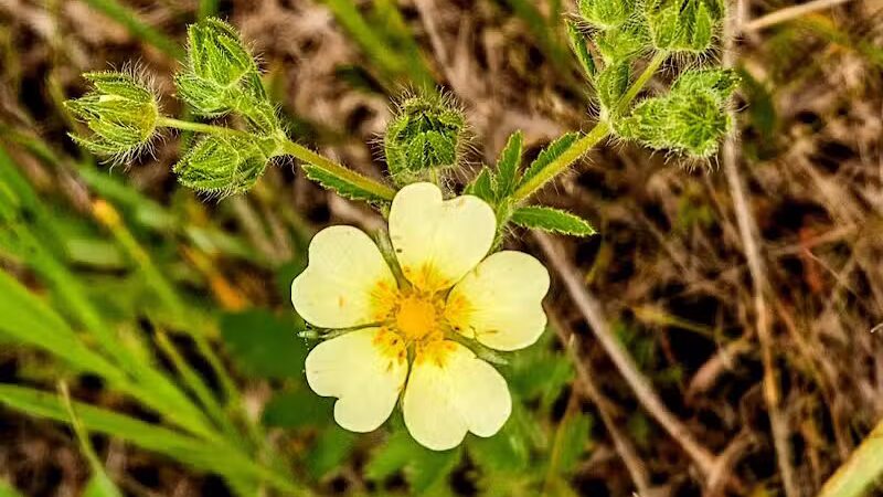 Meridian Park - Mt Pleasant,