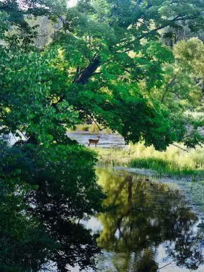 Meridian Park - Mt Pleasant,